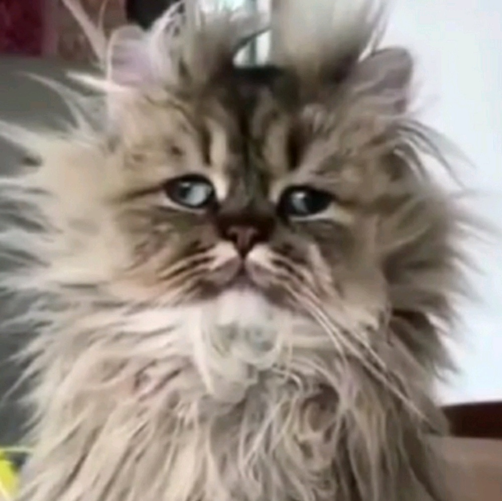 Meet your Posher, Jiyoung